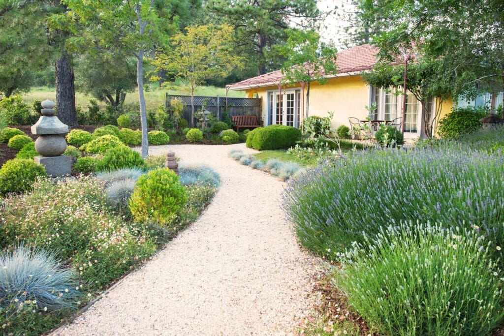 Allée de gravier clair menant à une maison jaune avec un jardin zen, des buissons taillés et de la lavande en fleur.