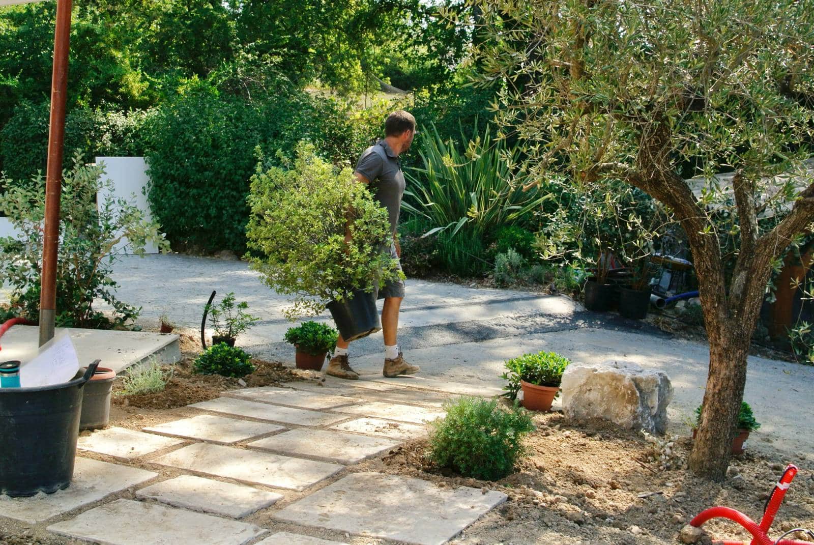 Homme portant une plante en pot pour un aménagement paysager. Allée de dalles claires, olivier, et arbustes en attente de plantation dans un jardin ensoleillé.