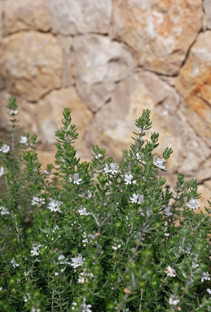 Plante verdoyante avec de petites fleurs blanches délicates, devant un mur de pierre flou aux tons beiges.