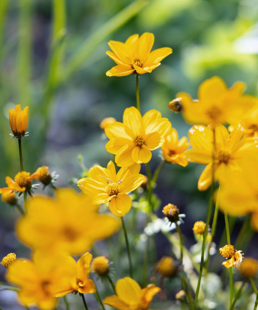 Gros plan sur des fleurs jaunes vives, type coréopsis, en pleine floraison, avec un arrière-plan vert flou et lumineux.