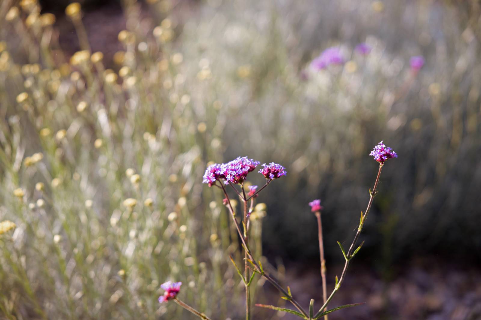 Fleurs de verveine pourpres en gros plan sur un fond flou de feuillage gris-vert et de petites fleurs jaunes.