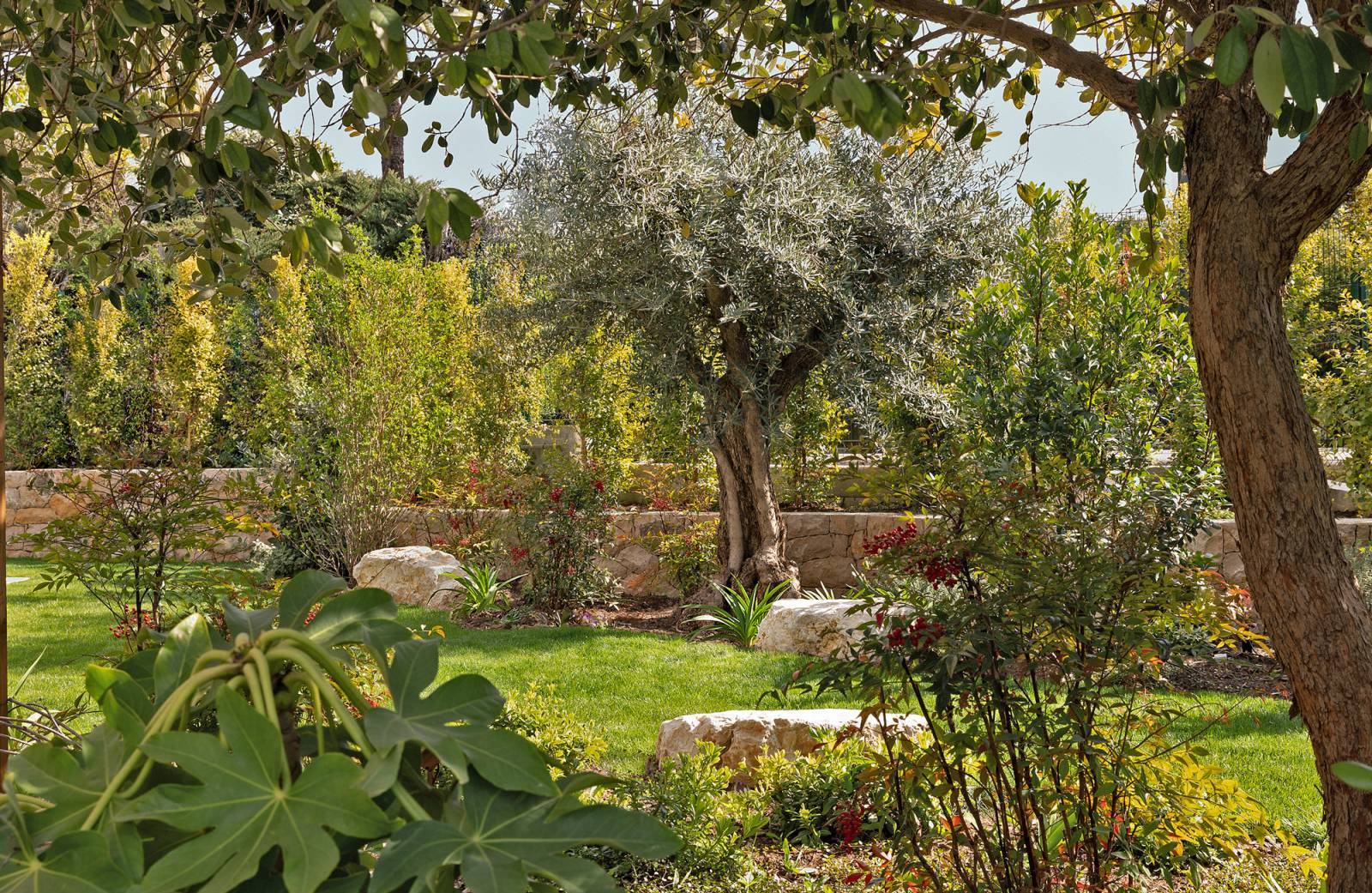 Jardin ensoleillé avec olivier central, murs de pierre, rochers et diverses plantes verdoyantes aux feuilles et baies rouges.