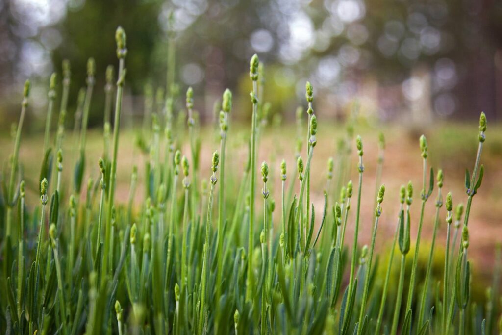 Jeunes pousses de lavande vertes avec bourgeons floraux serrés, arrière-plan flou et lumineux de nature.