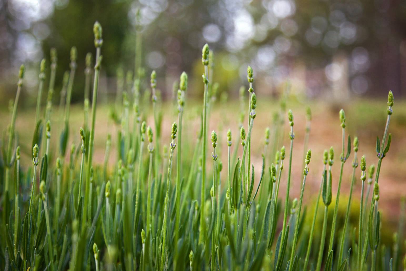 Jeunes pousses de lavande vertes avec bourgeons floraux serrés, arrière-plan flou et lumineux de nature.