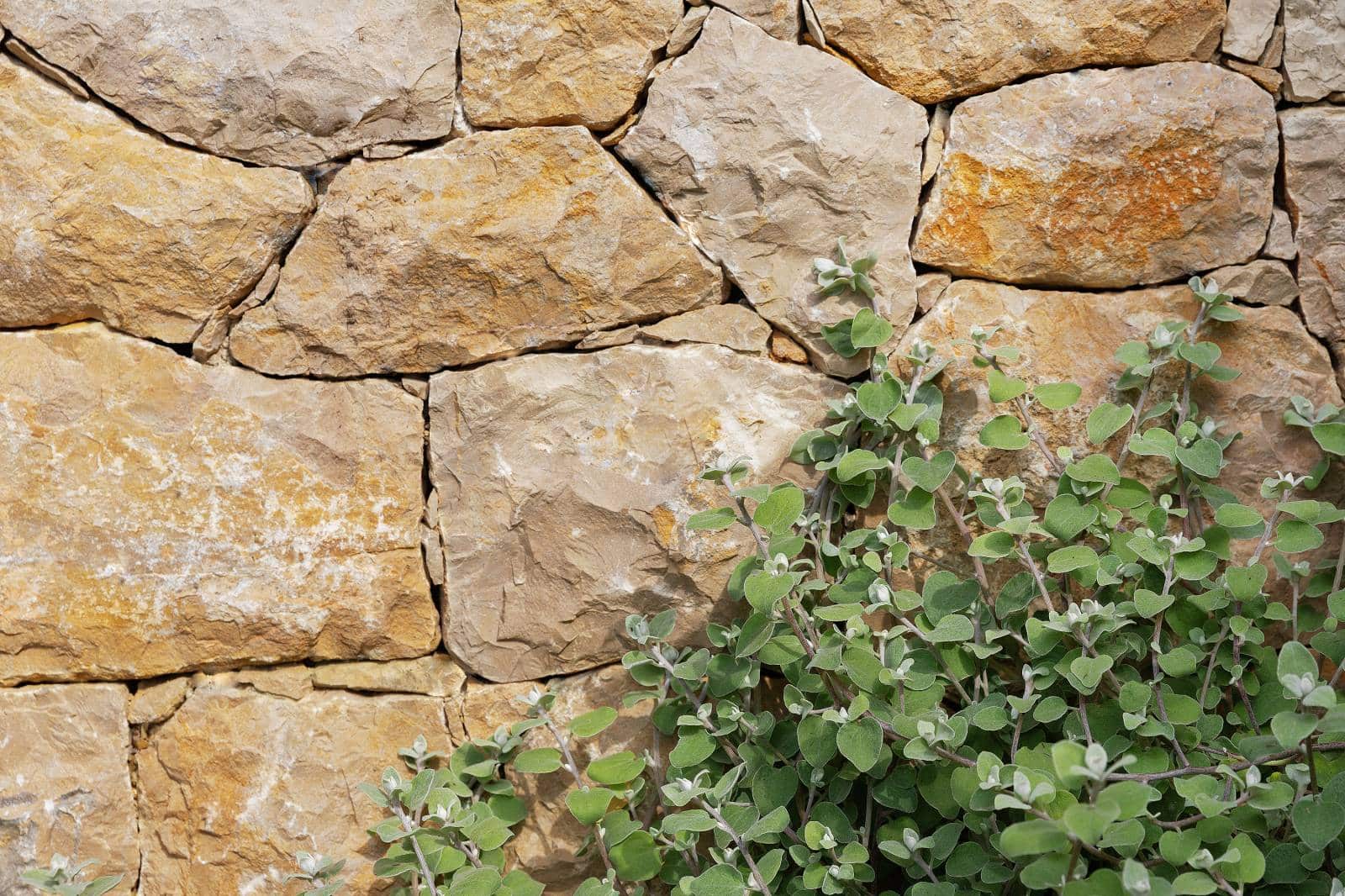 Mur de pierres ocres rustiques avec plante verte au feuillage rond clair en bas à droite.
