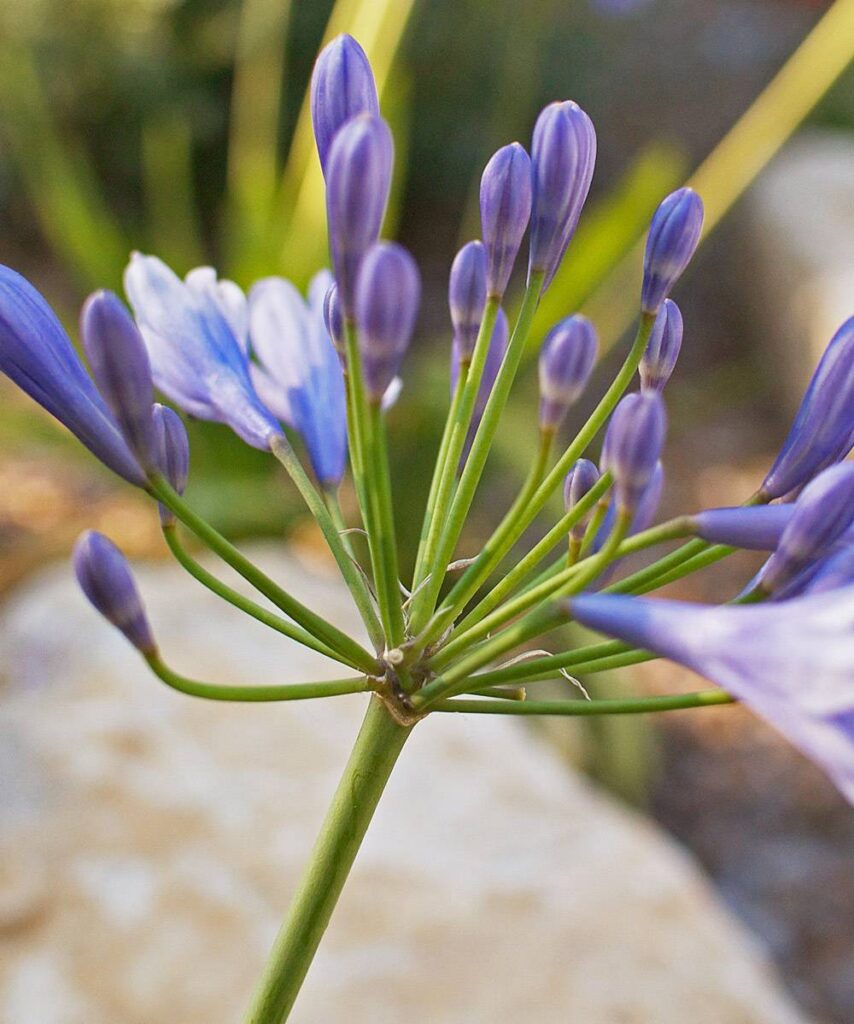 Gros plan sur l'ombelle florale d'Agapanthus aux bourgeons violets et une fleur bleue partiellement ouverte sur fond flou.