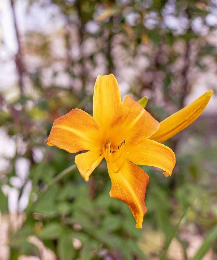 Gros plan sur une fleur d'hémérocalle orange vif avec des nuances de rouille, un bouton floral visible à droite, sur fond flou de verdure.