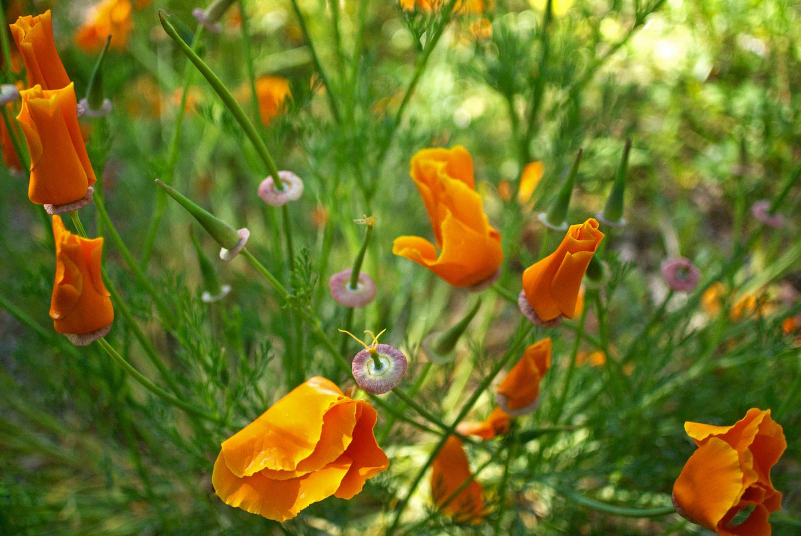 Fleurs de pavot de Californie oranges partiellement ouvertes dans une végétation verte et floue, avec des capsules de graines vertes et des stigmates roses visibles.