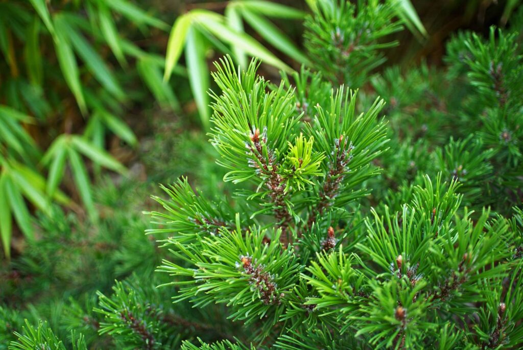 Gros plan sur les jeunes pousses vert vif d'un pin nain, avec des feuilles de bambou floues en arrière-plan.