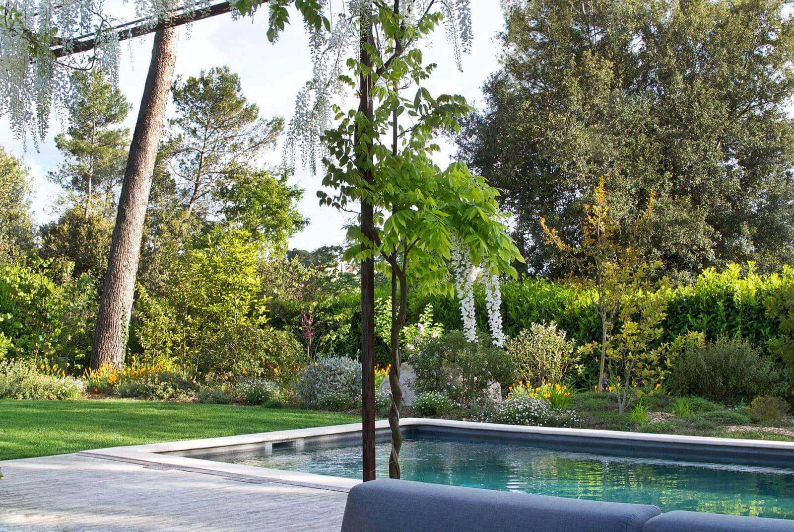Piscine moderne bordée de bois et de verdure luxuriante avec glycines blanches retombantes et grands arbres sous un ciel clair.