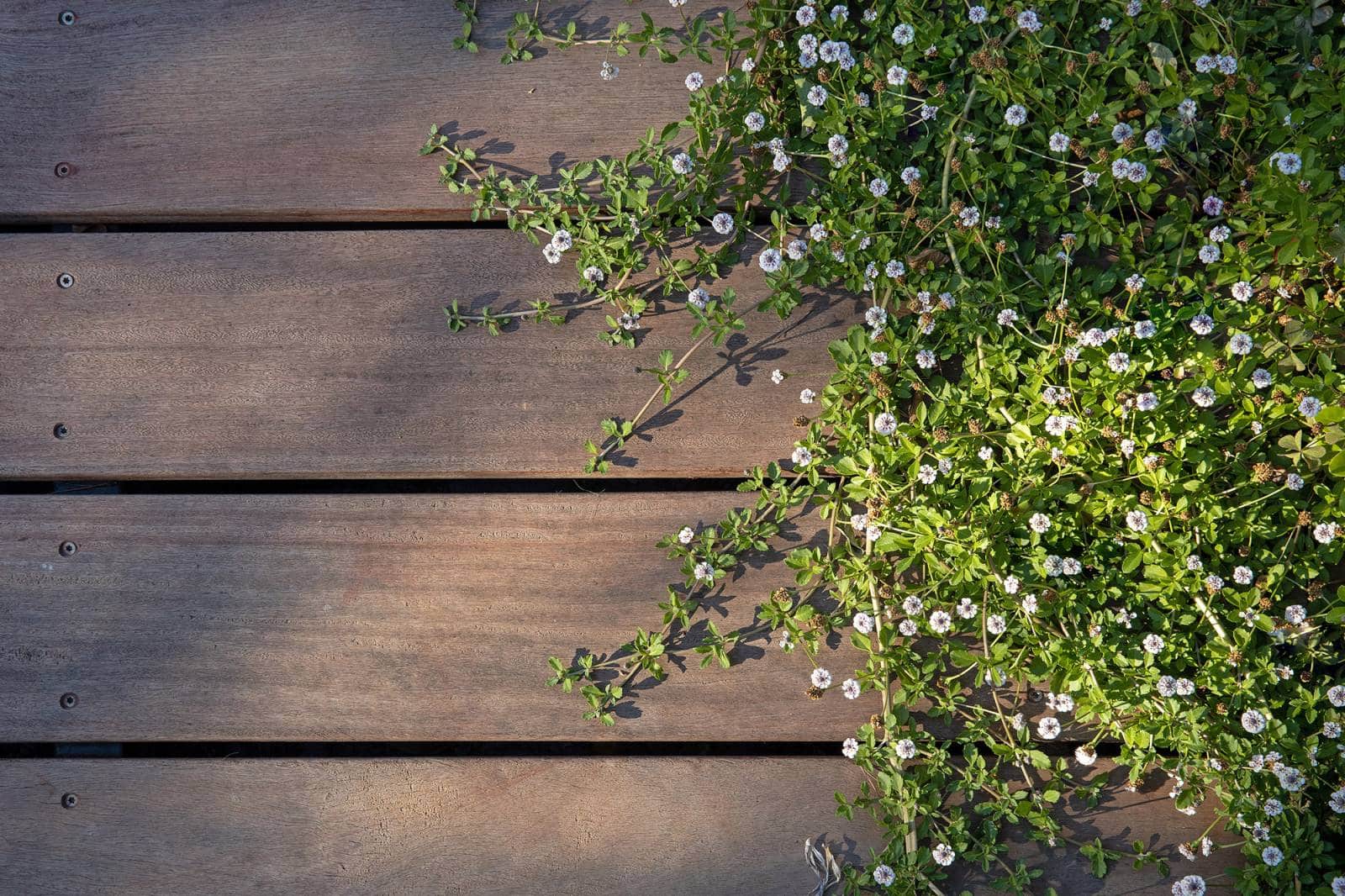 Plancher de bois foncé avec des vignes de petite fleur blanche envahissantes, vu de dessus par temps ensoleillé.
