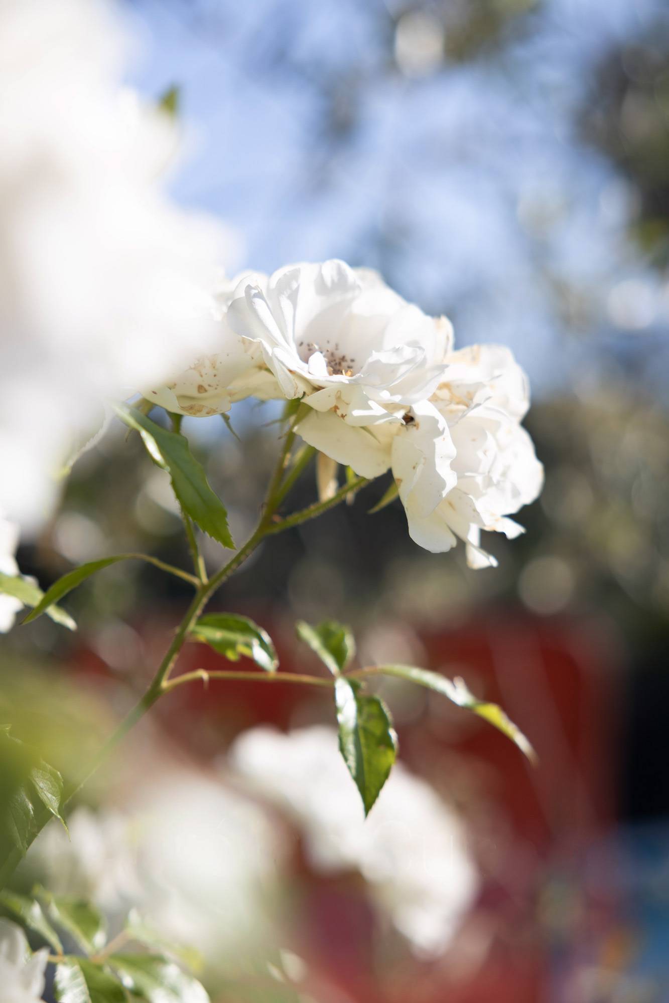 Gros plan sur de délicates roses blanches légèrement fanées avec des feuilles vertes, arrière-plan flou bleu ciel et taches rouges.