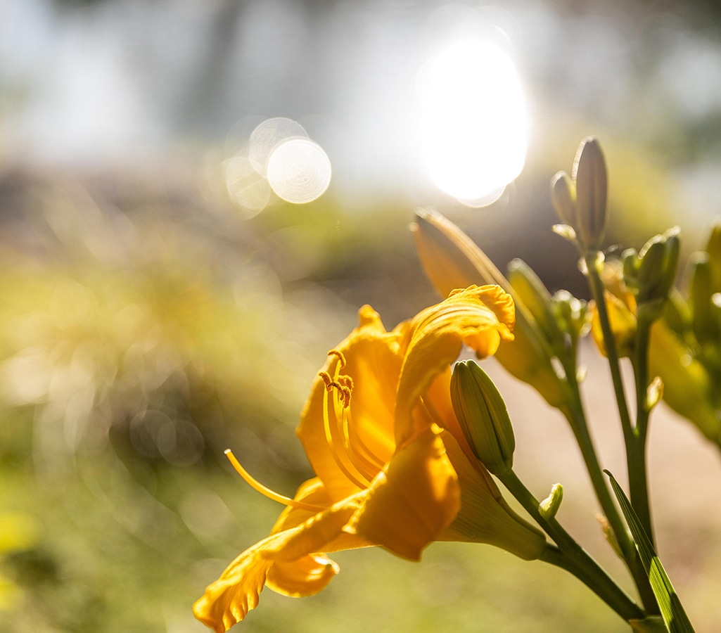 Lys d'un jour jaune vif baigné de soleil. Le contre-jour intense illumine les pétales et crée un bokeh doré sur le fond flou.
